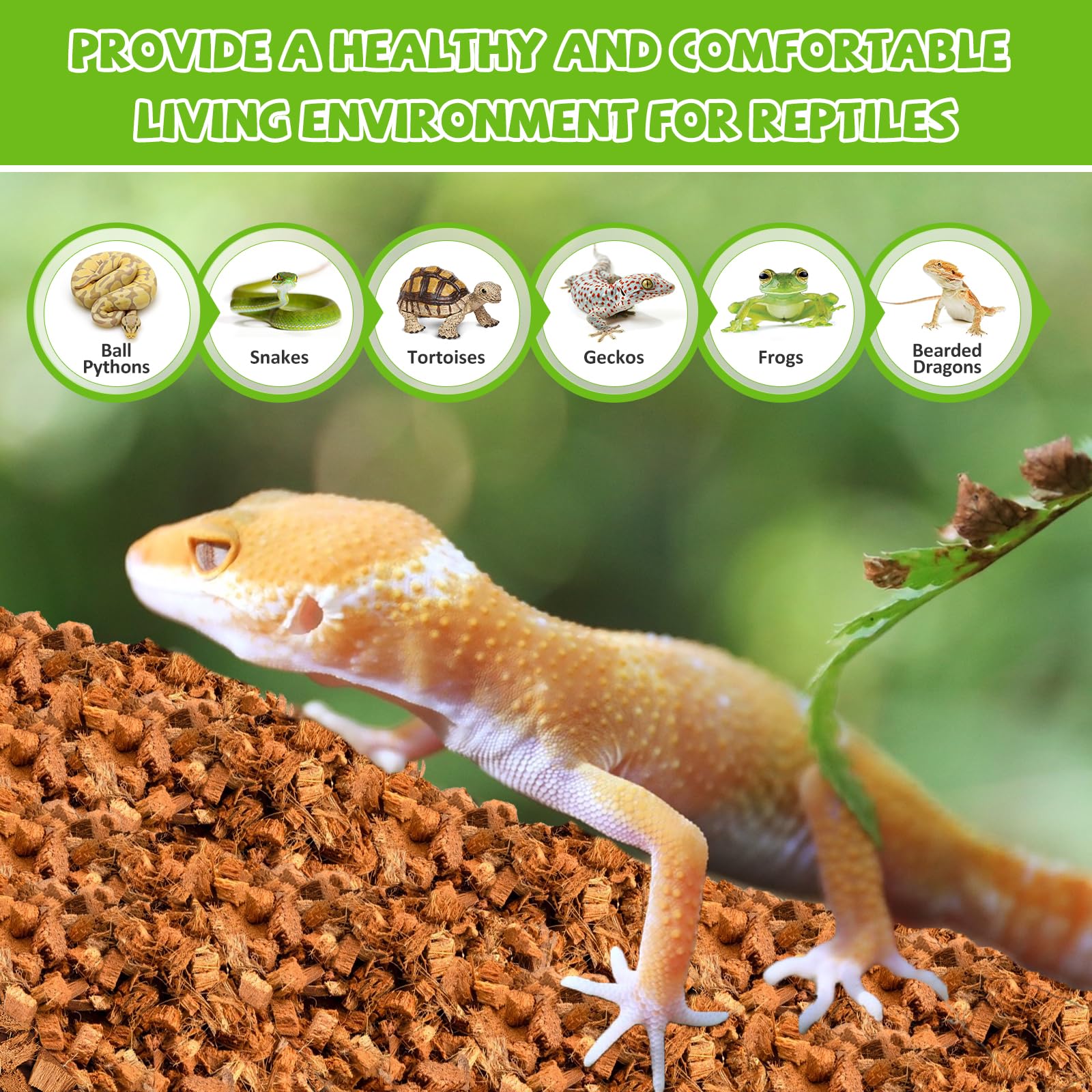 Legigo coconut chip substrate terrarium-setup showcases versatile bedding