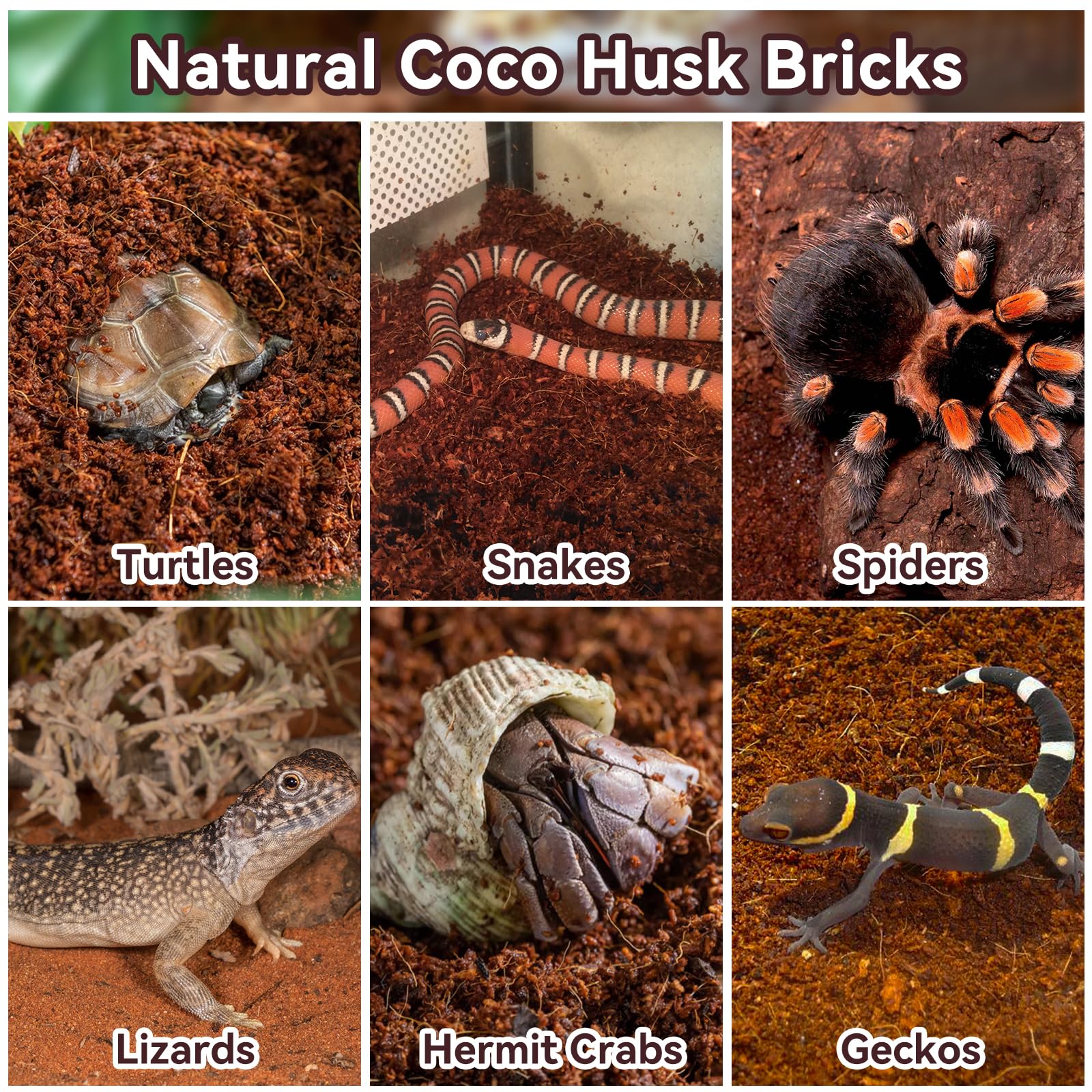 Odor-absorbing Legigo coconut fiber bedding in a terrarium