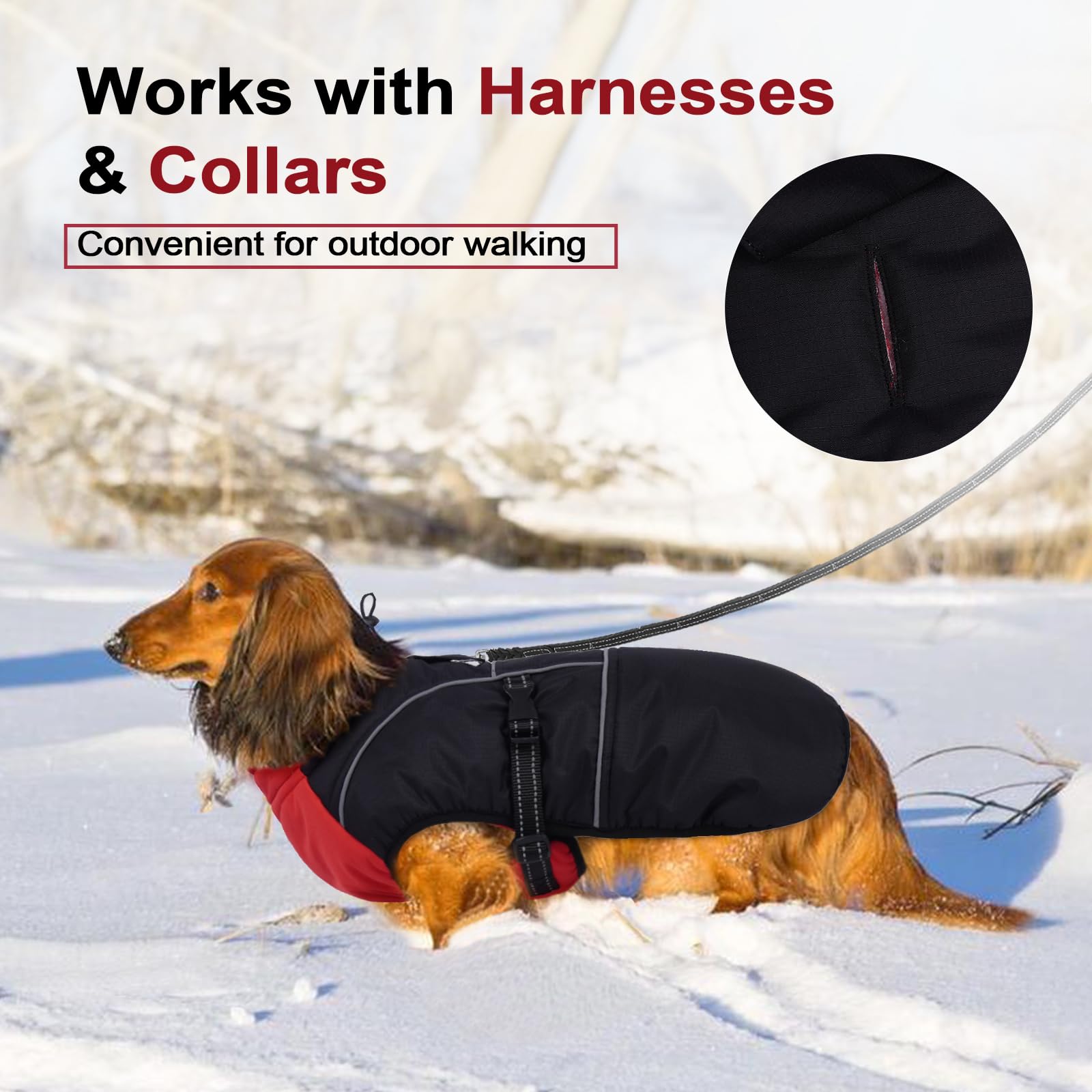 LeLePet dachshund coat belly band secures for easy fit