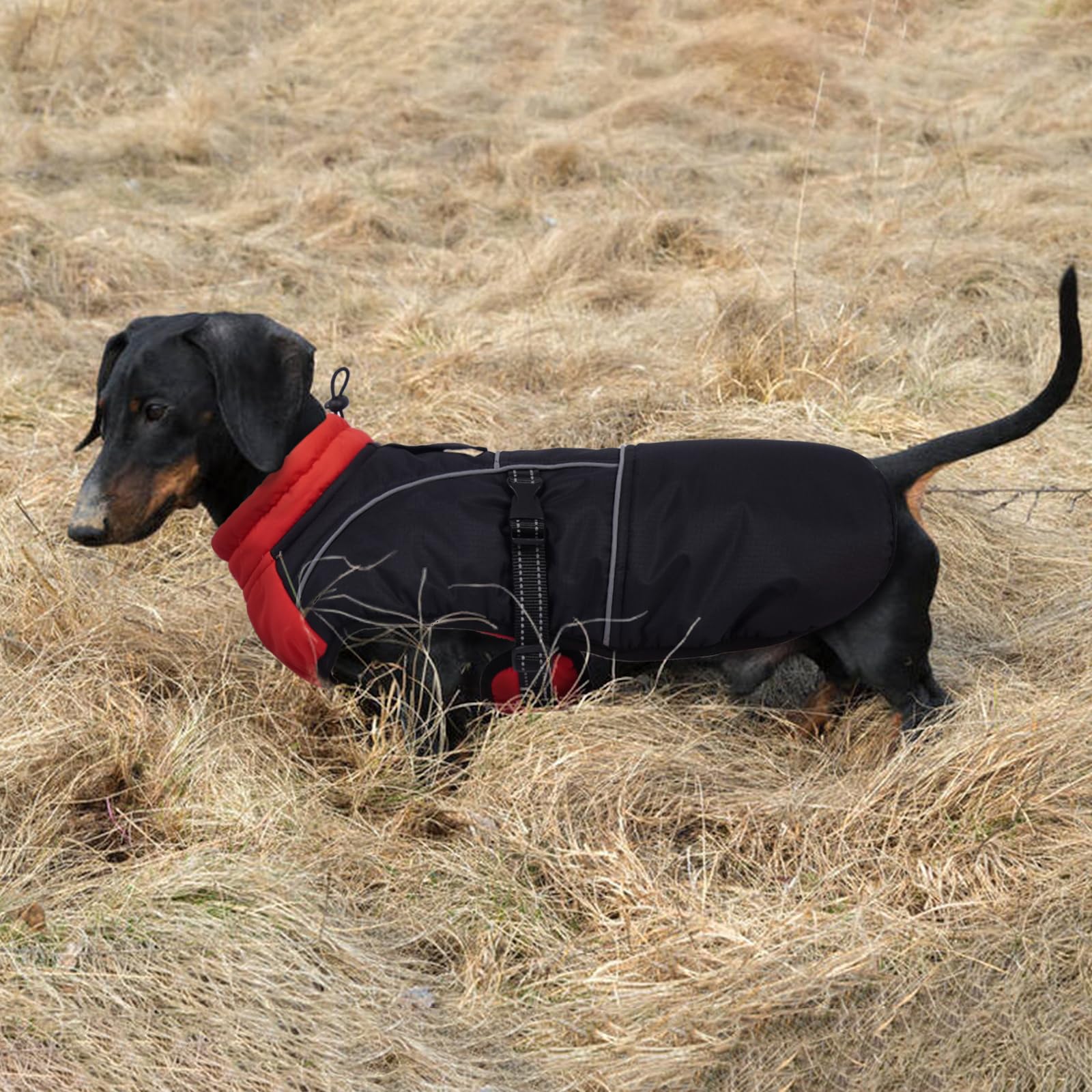 LeLePet dachshund coat multiple sizes XS-XL fit most dachshunds
