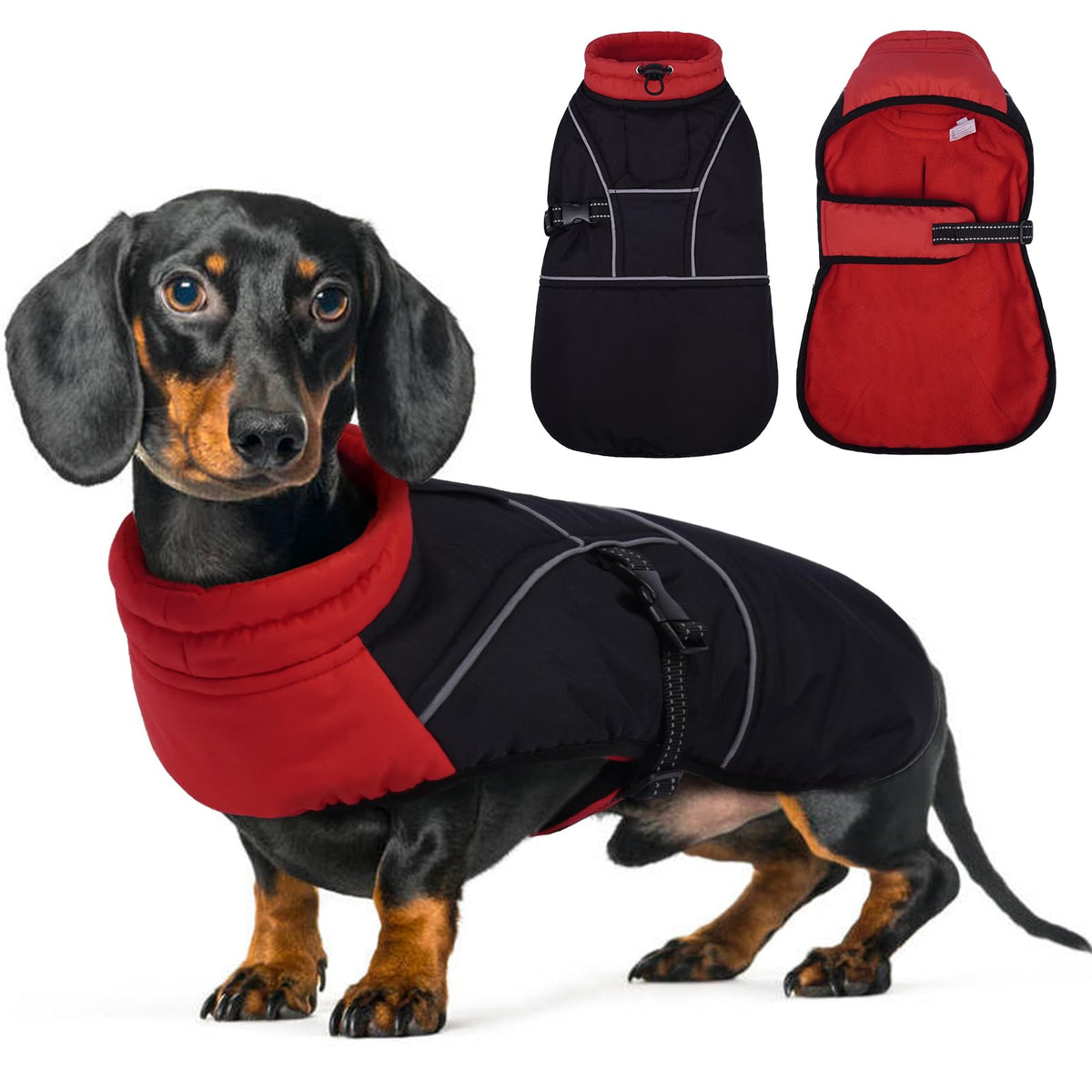 LeLePet dachshund coat winter waterproof on dog during rain walks