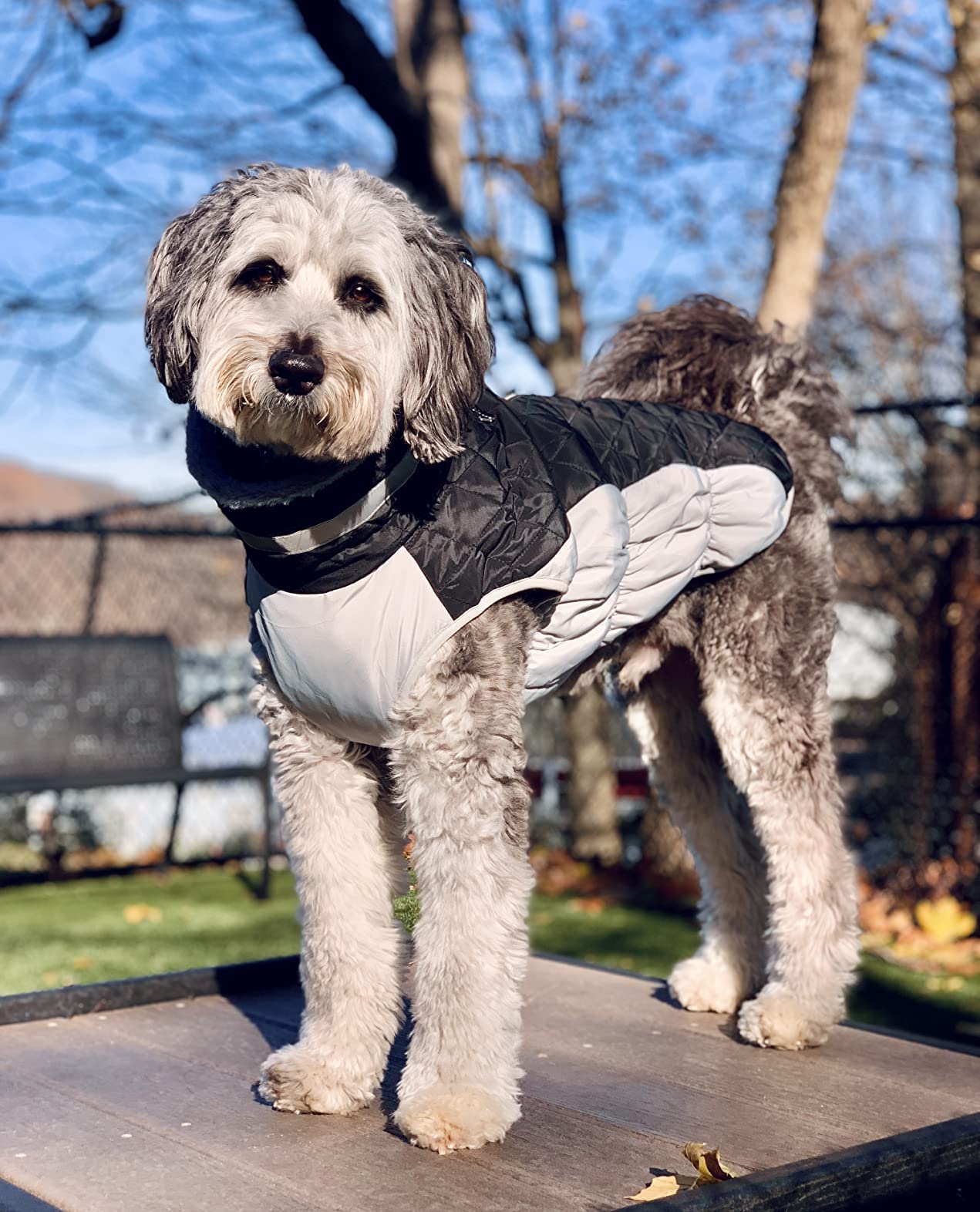 LeLePet color and size range showcases versatile fit for many breeds.