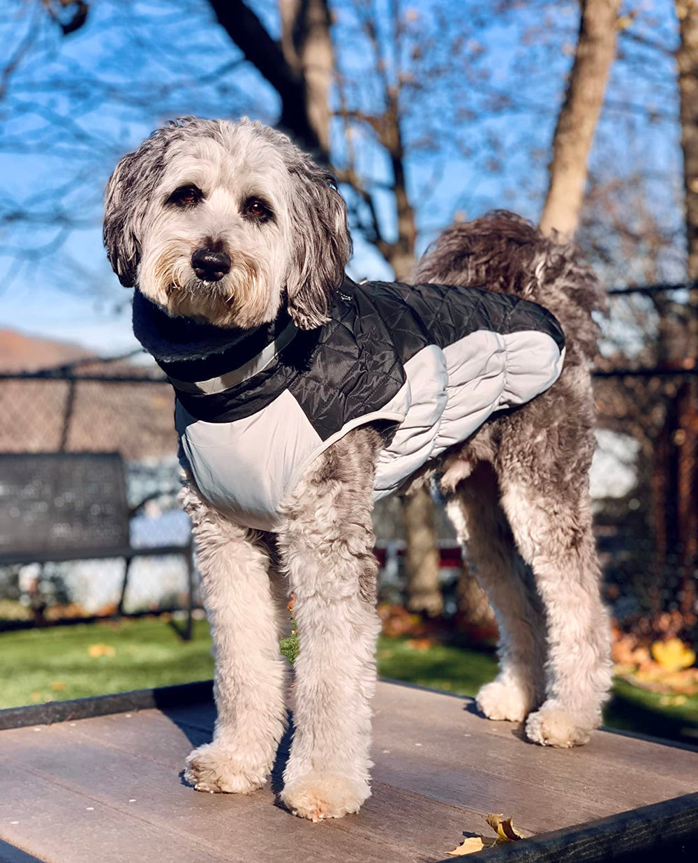 LeLePet color and size range showcases versatile fit for many breeds.