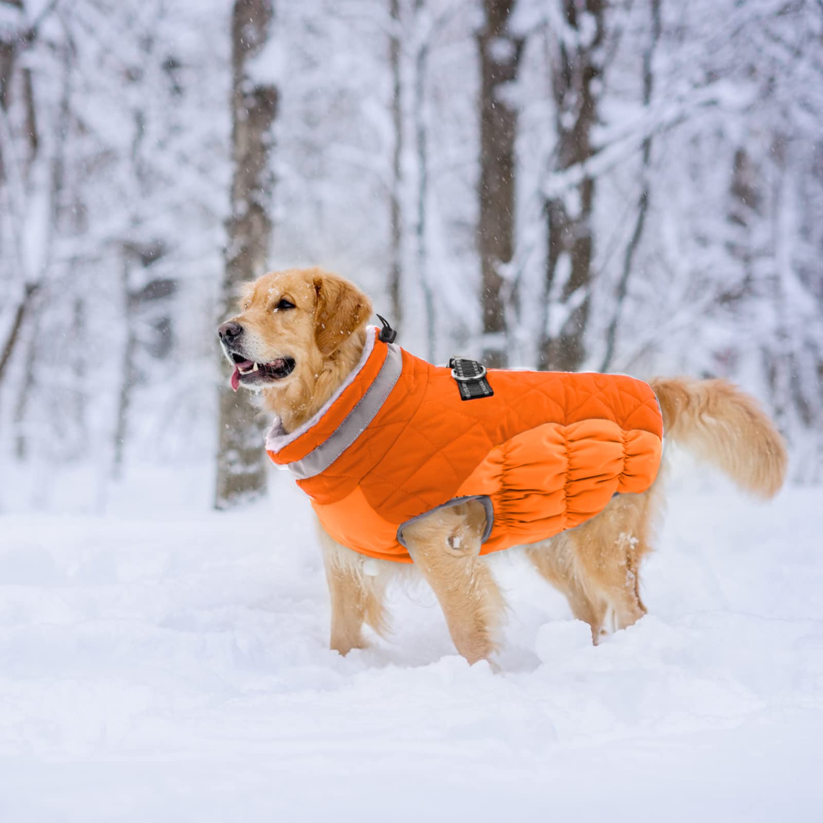 LeLePet color range and sizes help fit many breeds from Yorkie to Great Dane