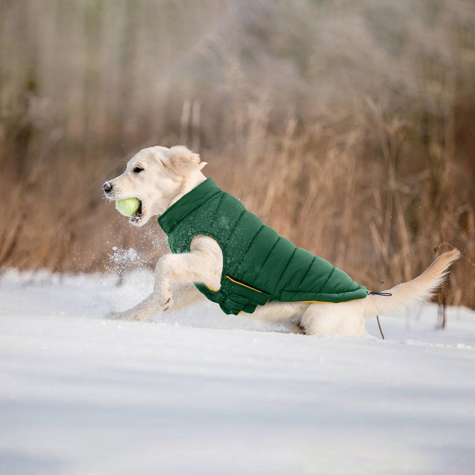 LeLePet dog coat on a walk demonstrates lightweight warmth and mobility.