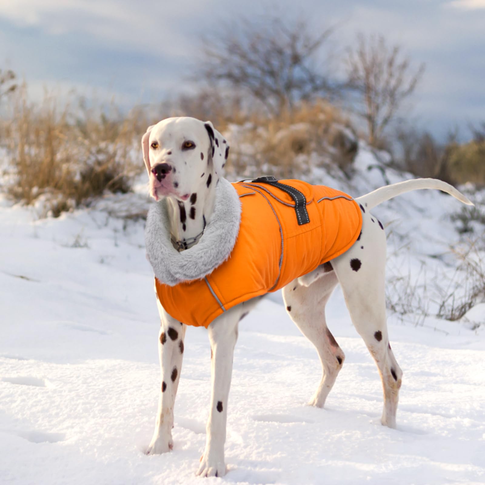 LeLePet size range coat fits small to XXXL dogs.