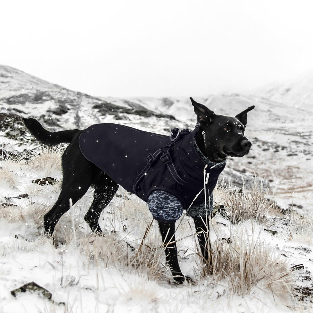 Lelepet dog coat worn on dog during a snowy hike, showing versatility