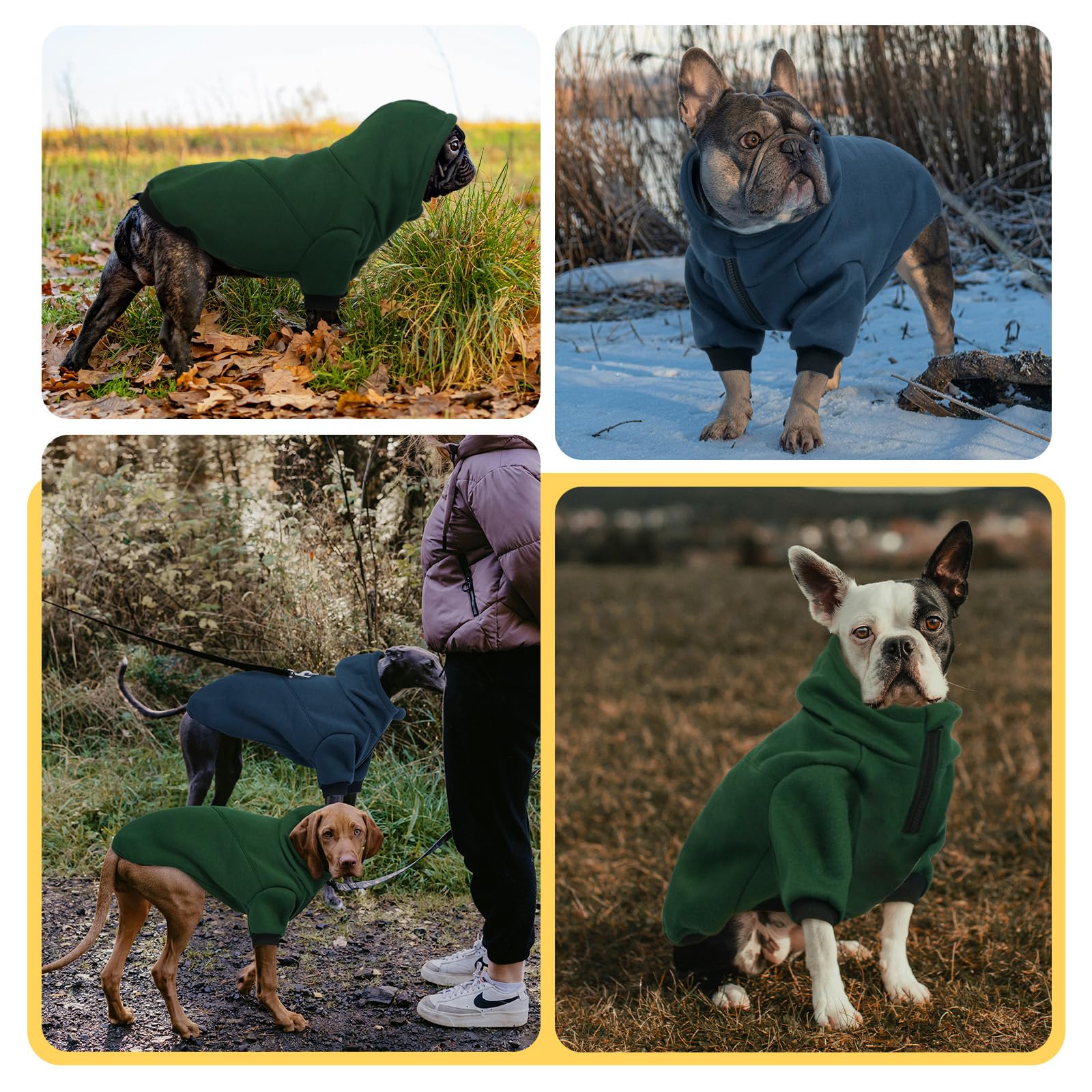 LeLePet hoodie green color on dog highlights versatile style for daily strolls.