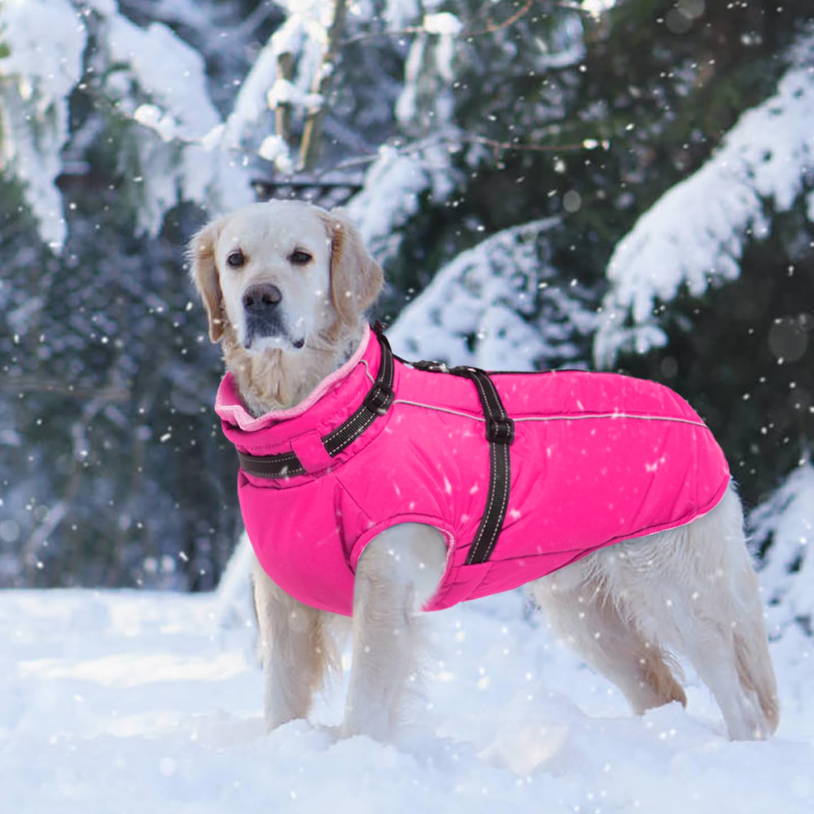 LeLePet XXL size on large dog model shows full-coverage fit for big breeds.