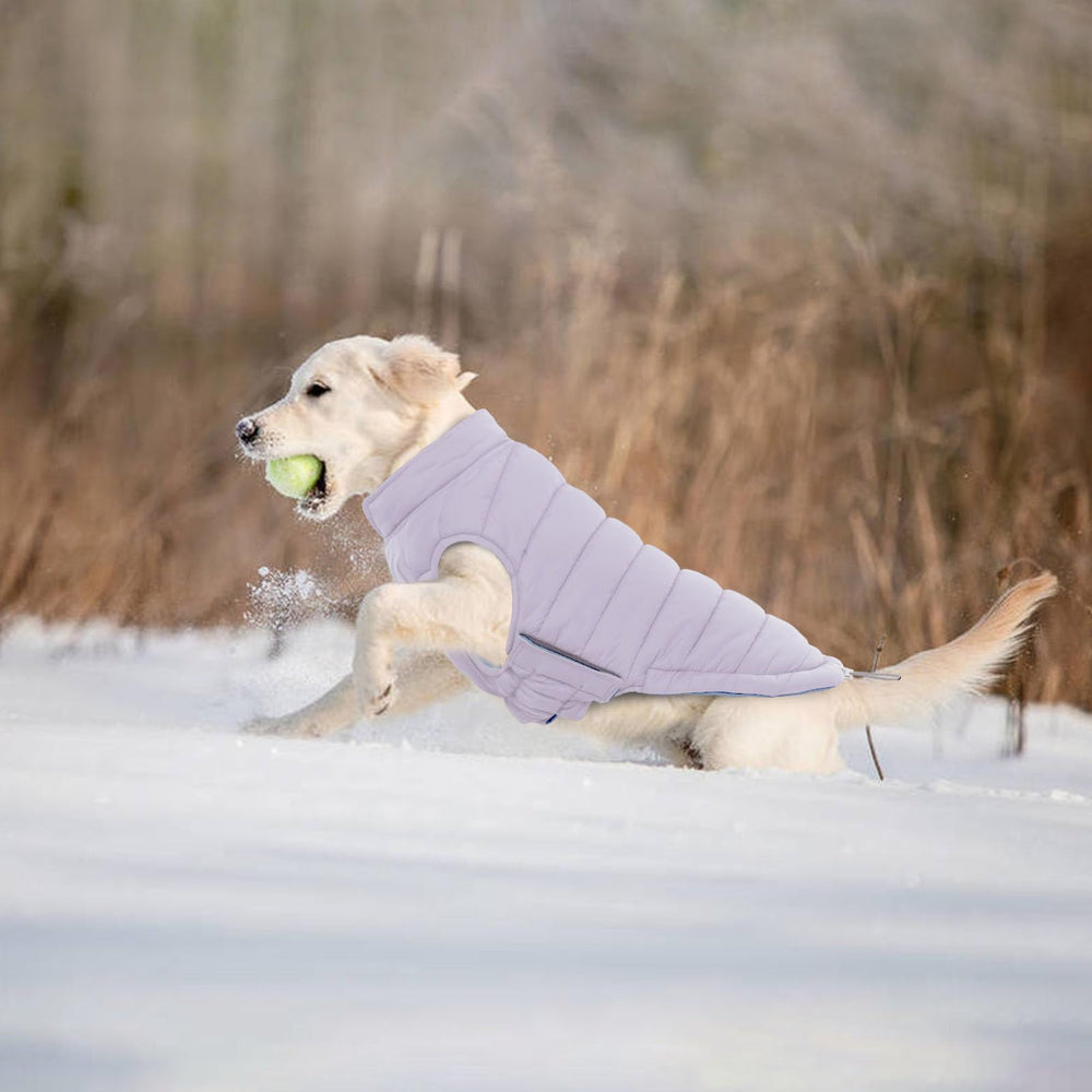 LeLePet dogs wearing coat during winter for cosy outdoor walks
