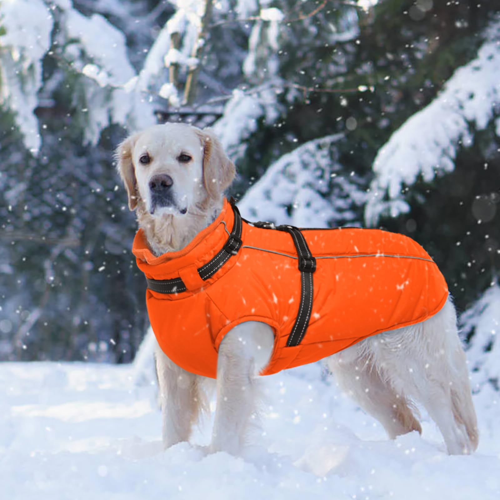 LeLePet fleece-lined warmth coat offers cozy comfort during cold-weather walks.