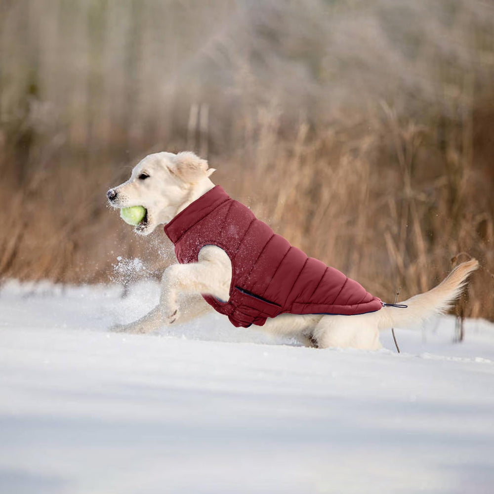 LeLePet wine red coat worn by a French Bulldog showcasing comfort.