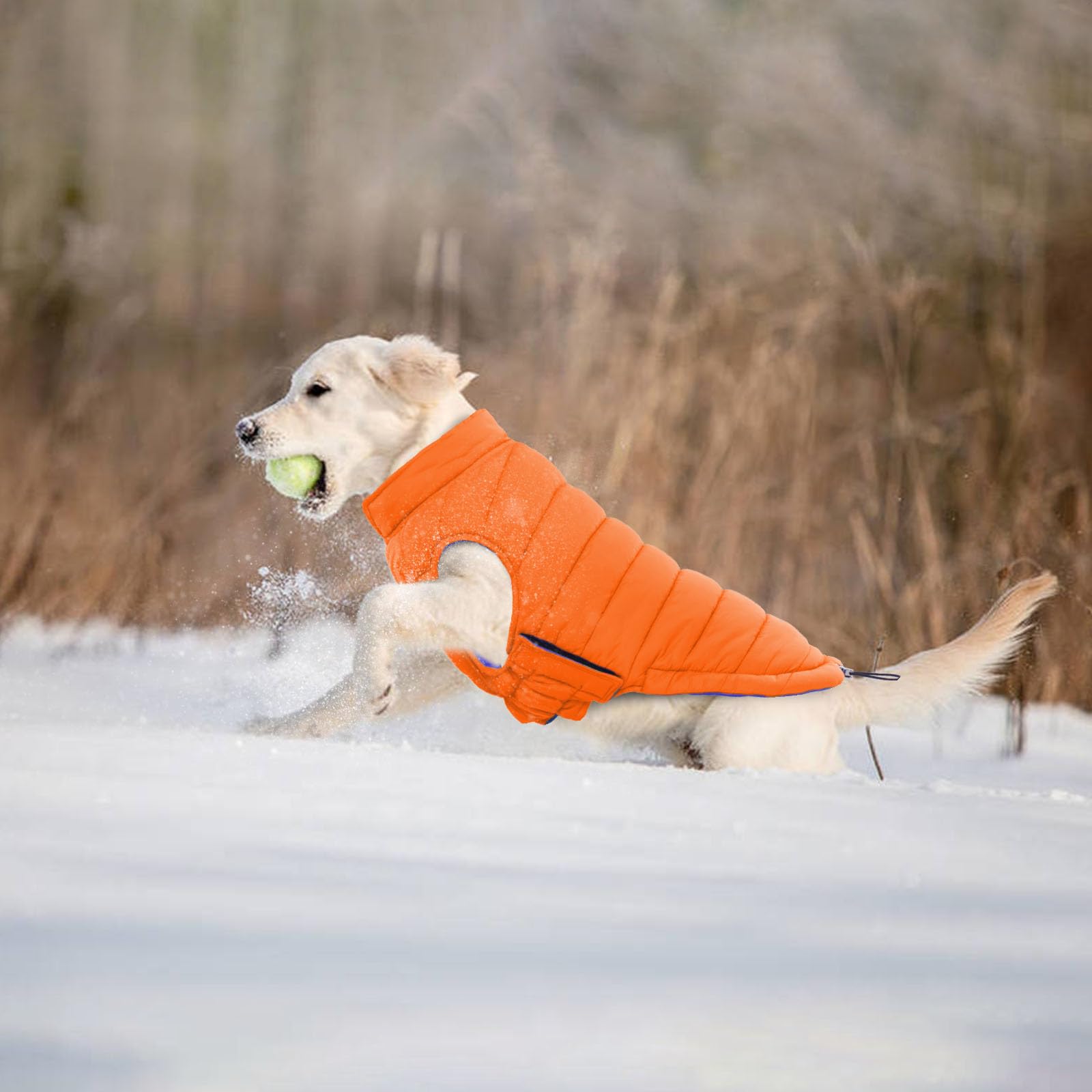 LeLePet small dog wearing coat showcases comfortable windproof warmth.