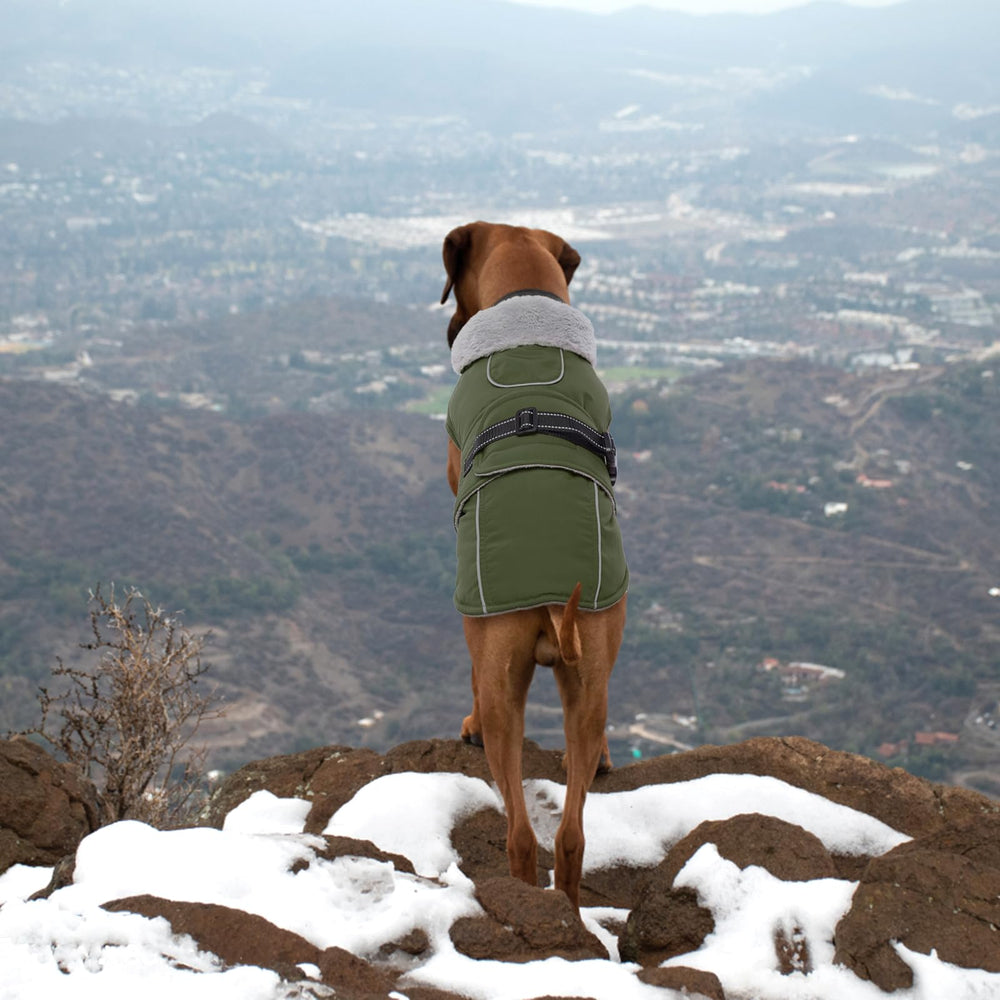 LeLePet army green XL coat on dog during outdoor walk