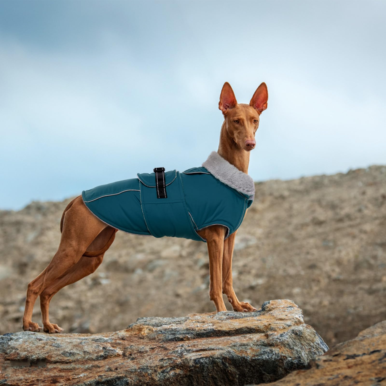 LeLePet warm dog coat clasp buckle easy on/off