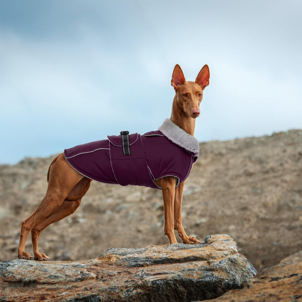 LeLePet coat machine-washable fabric makes cleaning after muddy walks quick.