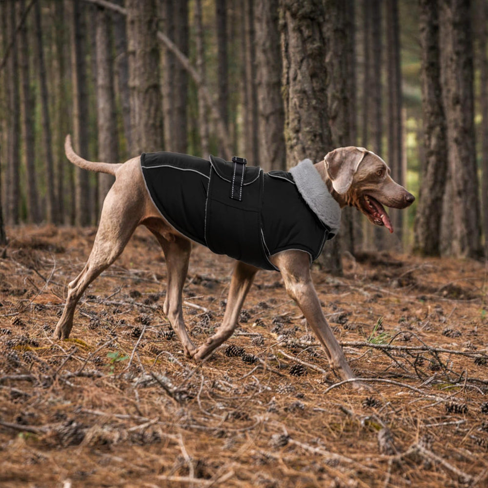 Lelepet warm dog coat XL packaged box ready for gifting.