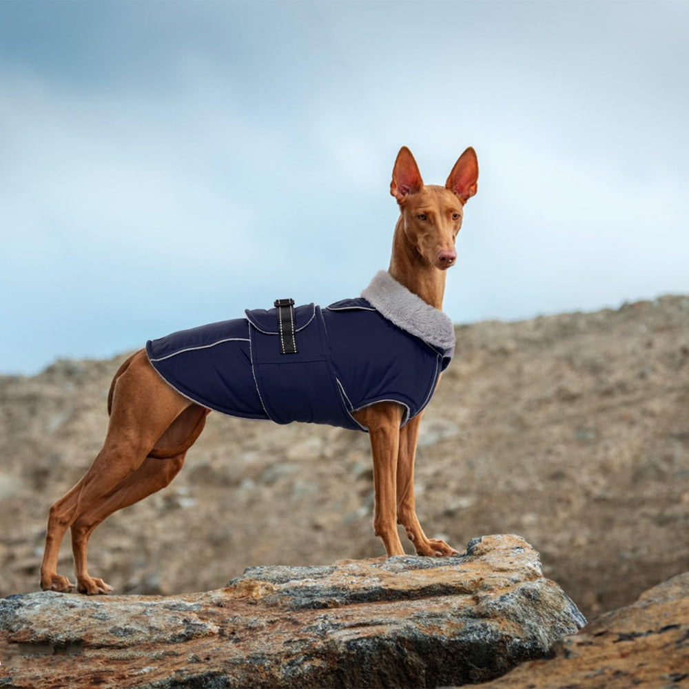 LeLePet XXXL dog coat image shows size availability for large dogs.