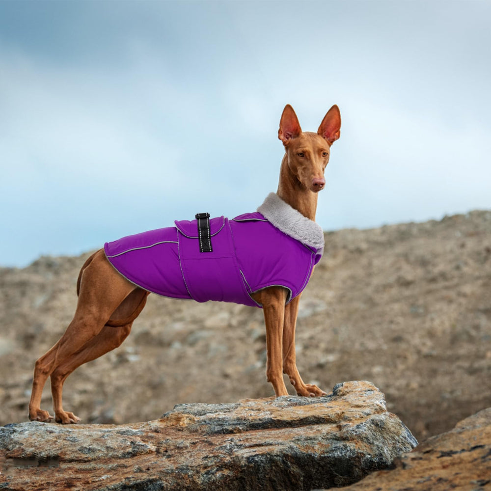 LeLePet machine-washable winter coat for easy cleaning