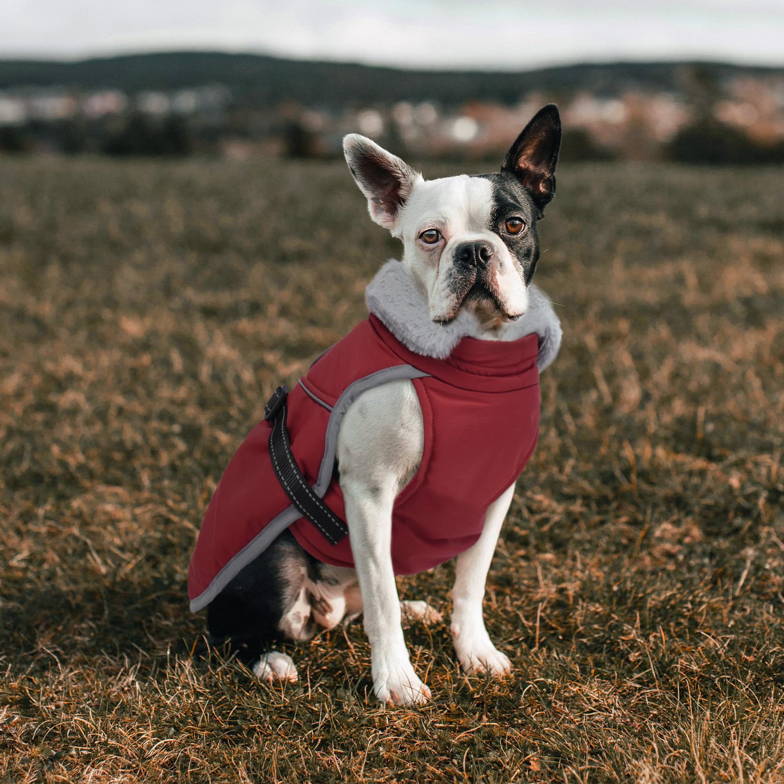 LeLePet Warm Dog Winter Coat size chart helps choose the perfect fit