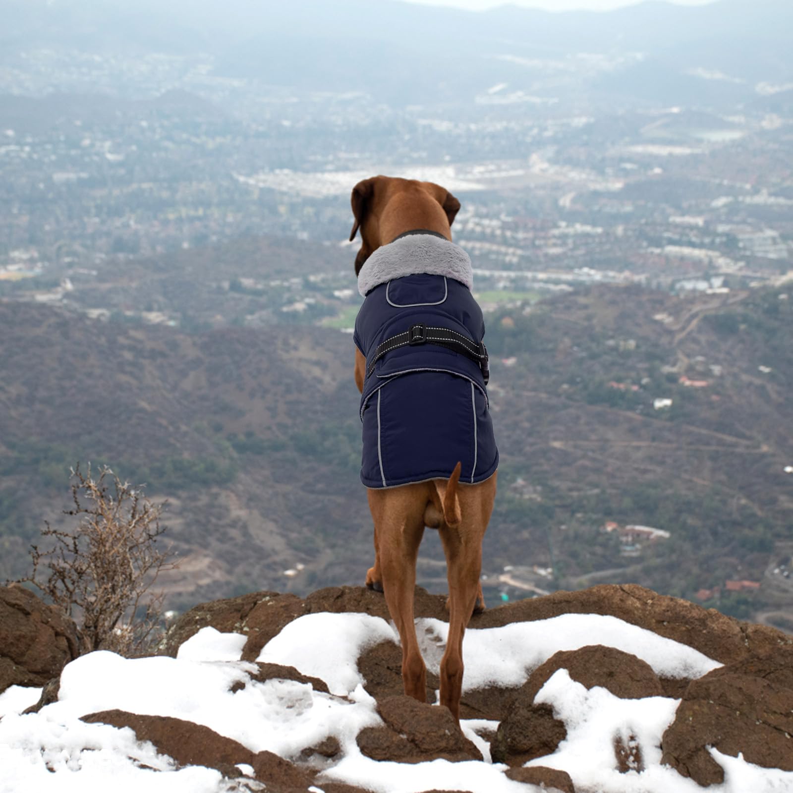 LeLePet windproof fleece dog coat folds easily for machine washing and quick cleanup