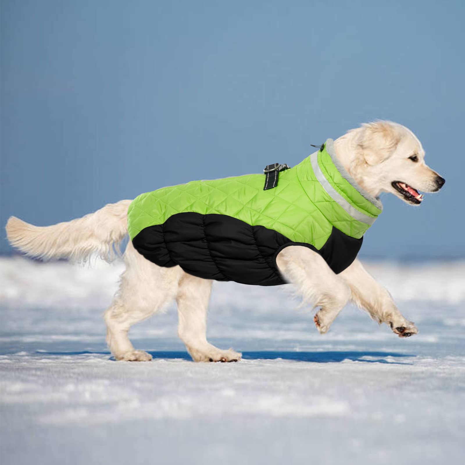LeLePet yorkie lime color coat showcases stylish winter protection.