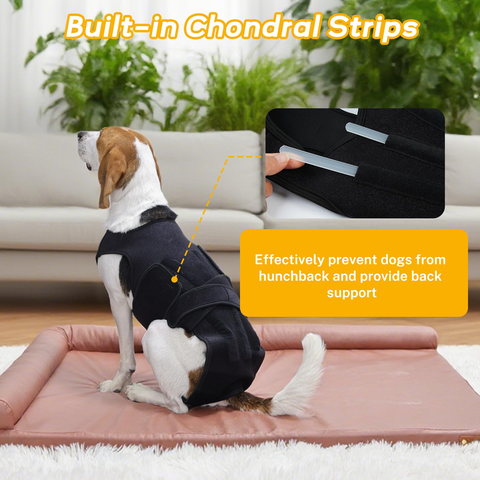 LeleTail brace illustrates belly and hind-leg adjustability for secure wear