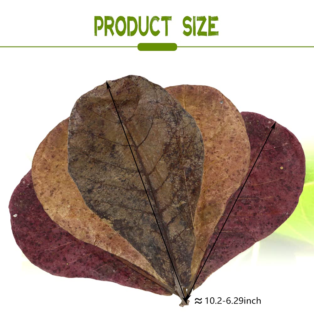 LeonBach catappa leaves close-up show natural texture for safe tank decor