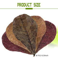 LeonBach catappa leaves close-up show natural texture for safe tank decor