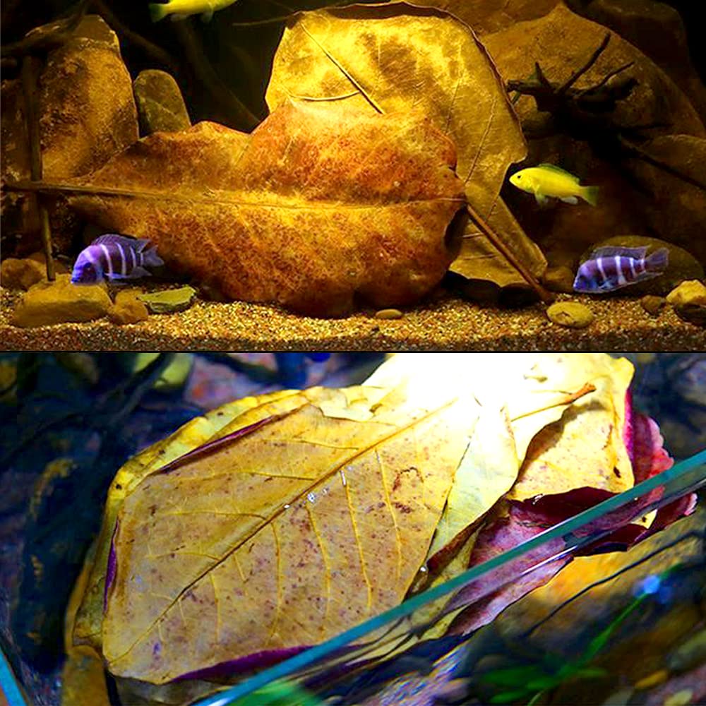 LeonBach shrimp tank with leaves improving ambience and subtle water tint