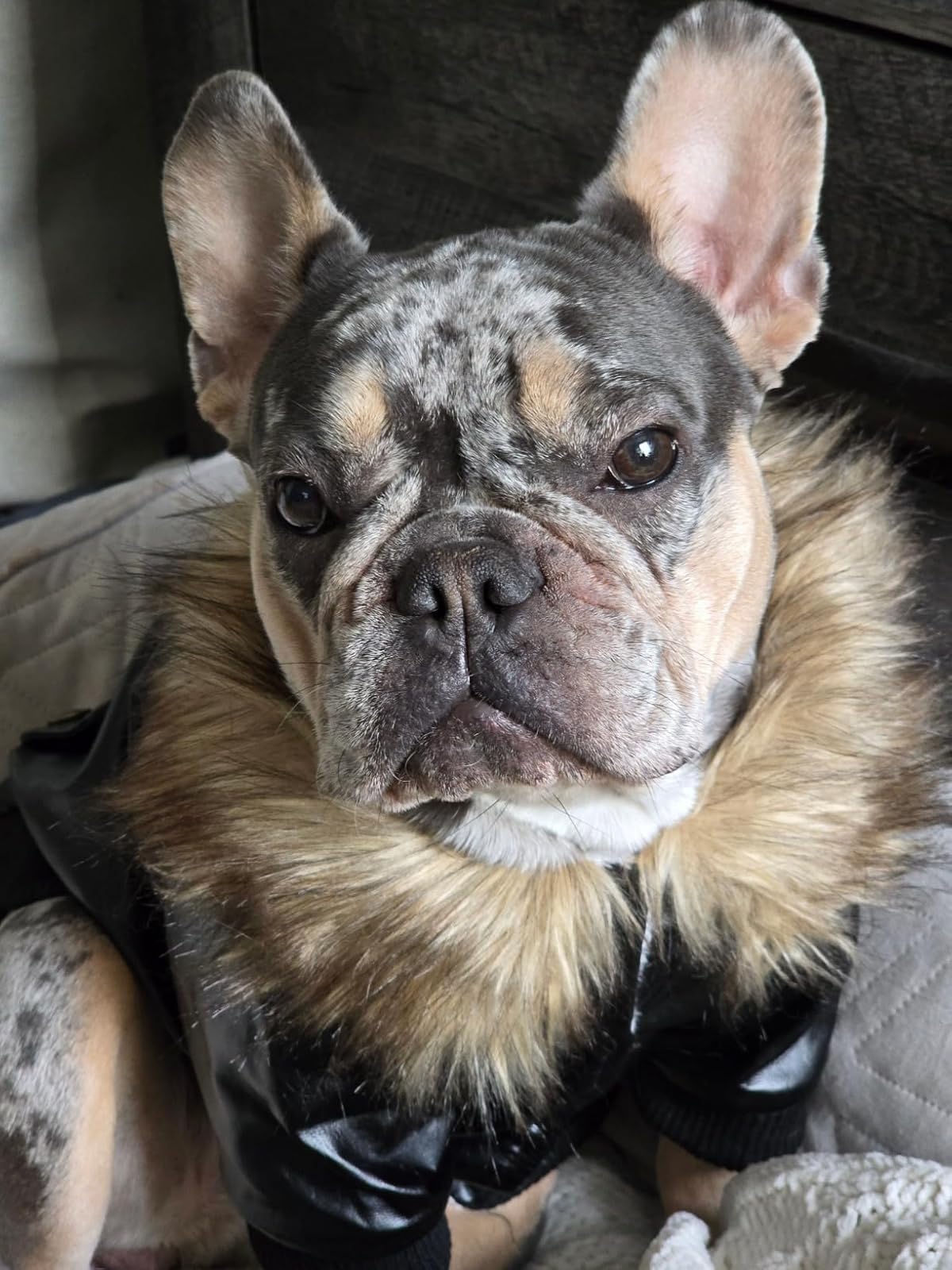 LESYPET fur-collar detail emphasizes cozy, plush warmth for cold days.