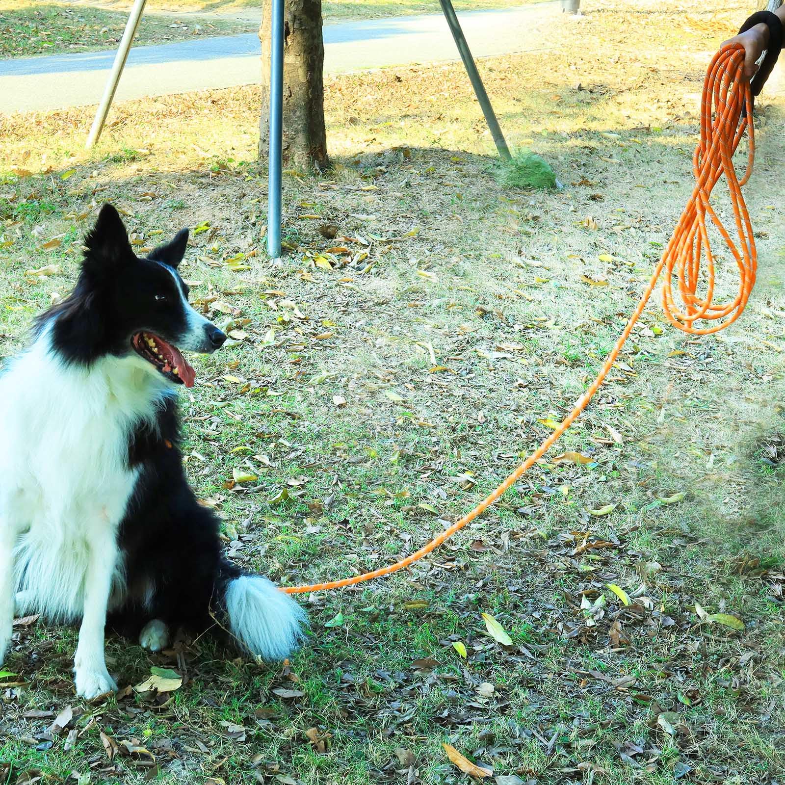 Leterno tie-out-rope ends enable hands-free training or tethering.