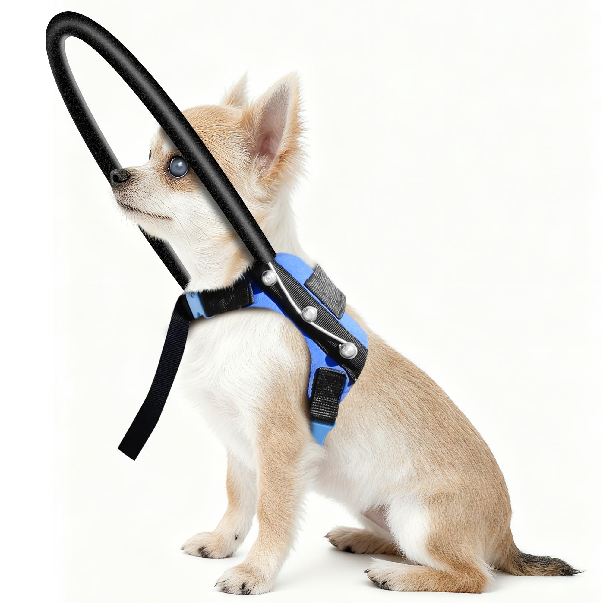 LetPetRun blind dog halo harness nose-chest measurement showcases accurate sizing for a secure fit.