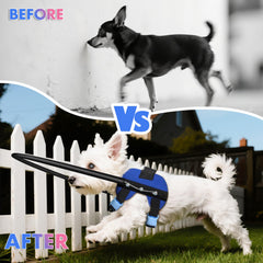 LetPetRun guiding halo supports confident walking for vision-impaired dogs.