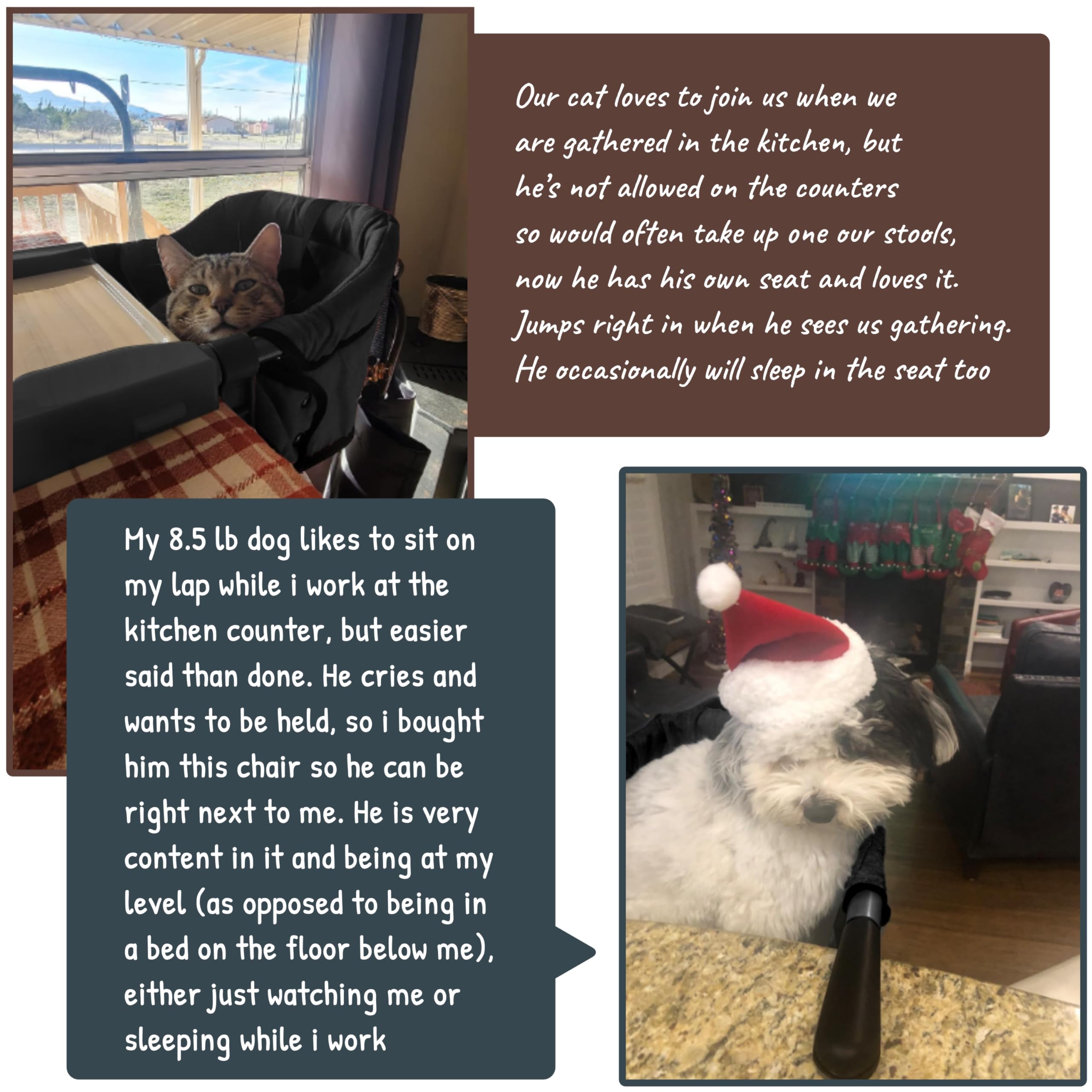 Lfory pet feeding booster seat usage: elevates meal time with family dining