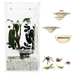 LIANMORY jumping spider enclosure front view — crystal-clear visibility for easy observation.