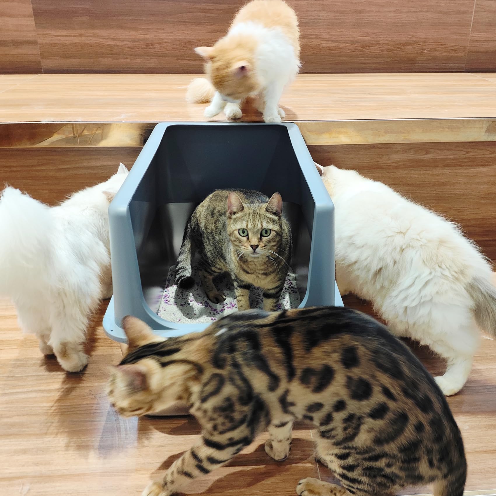 LIHOOOOM easy-clean litter box for quick maintenance