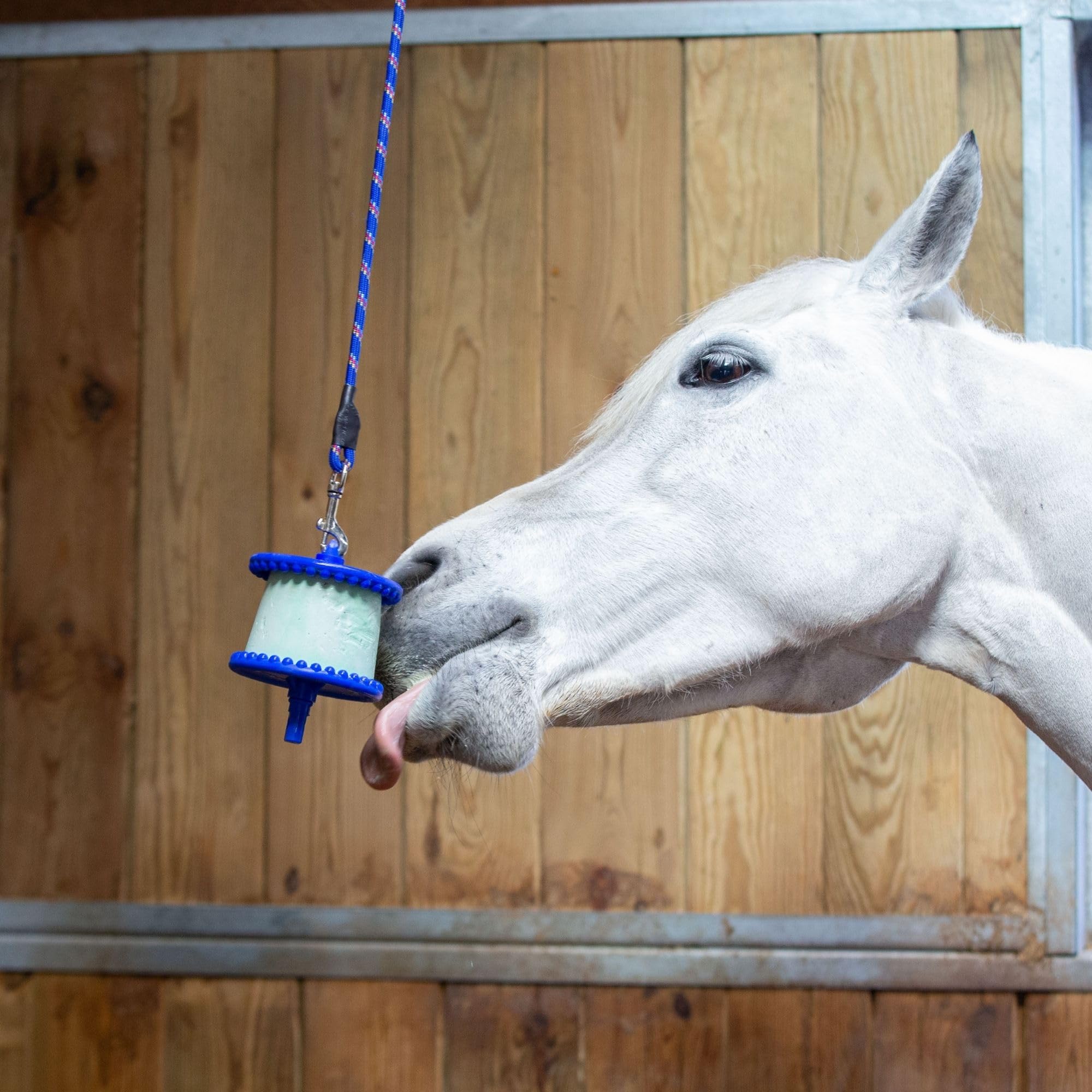 Likit Signature Holder Aqua in-use image illustrates interactive horse play