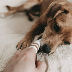 LILA LOVES IT gums gentle-cleaning closeup demonstrates safe contact and massage.