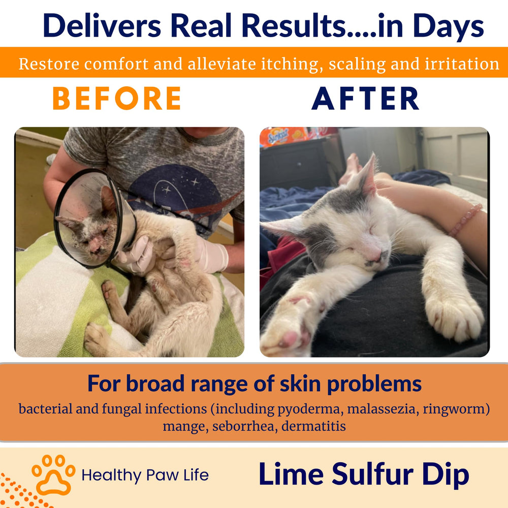 Cat grooming session with lime sulfur dip for dermatitis support.