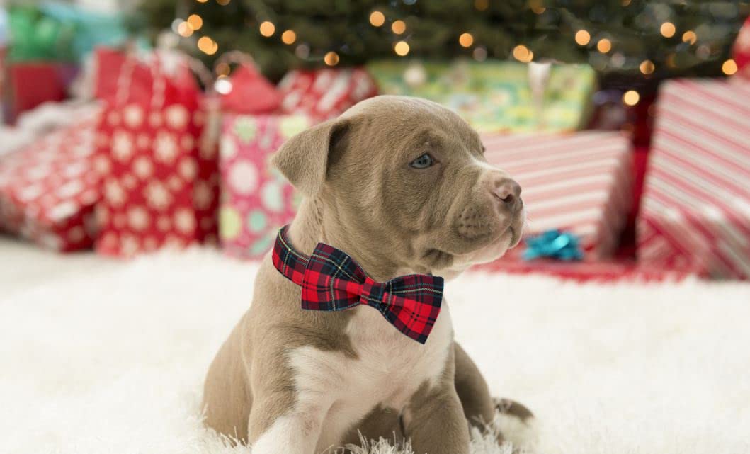 Lionet Paws detachable bowtie for versatile styling