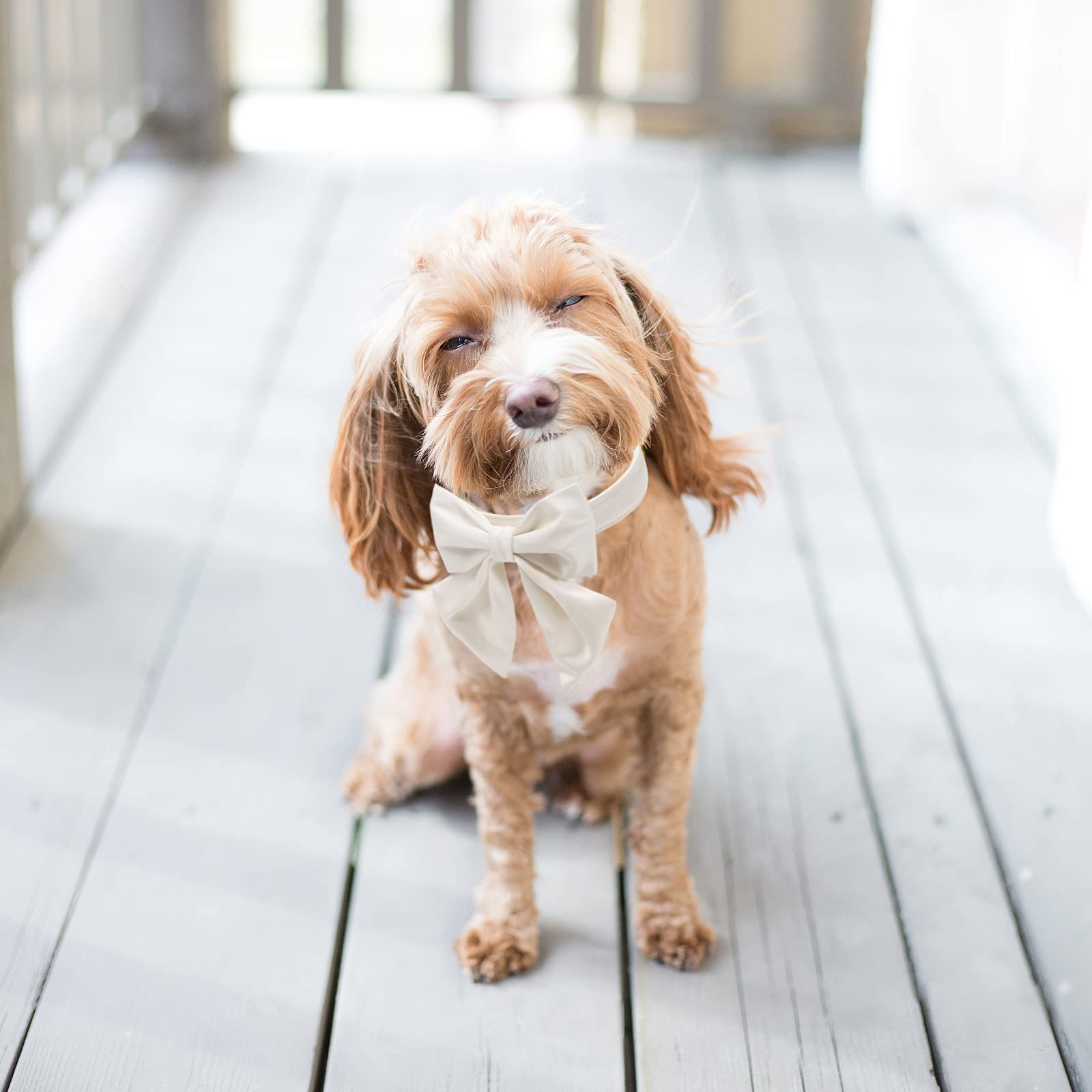 Lionet Paws family photo ready collar with bow for timeless style