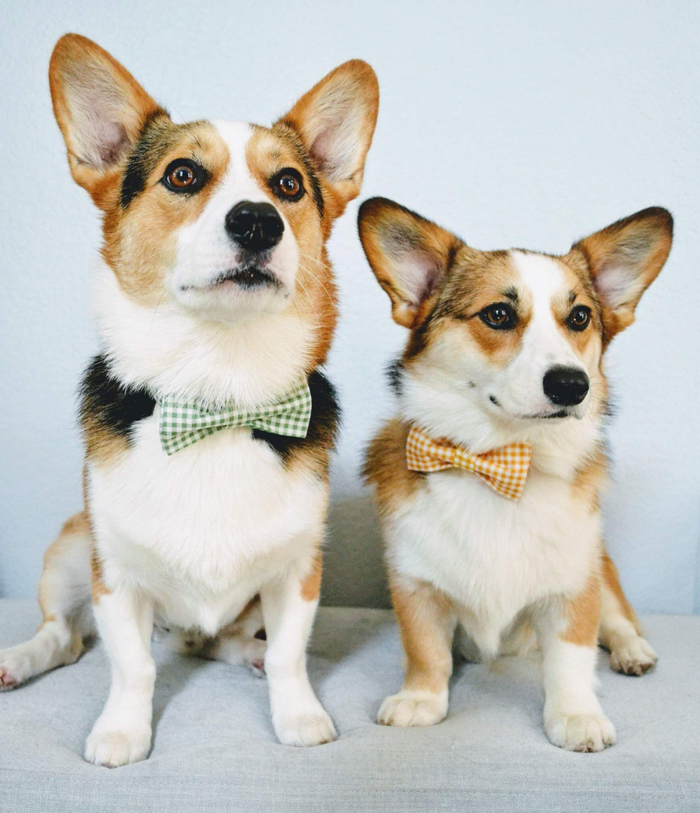 Lionet Paws bowtie attachment uses elastic straps for easy on/off