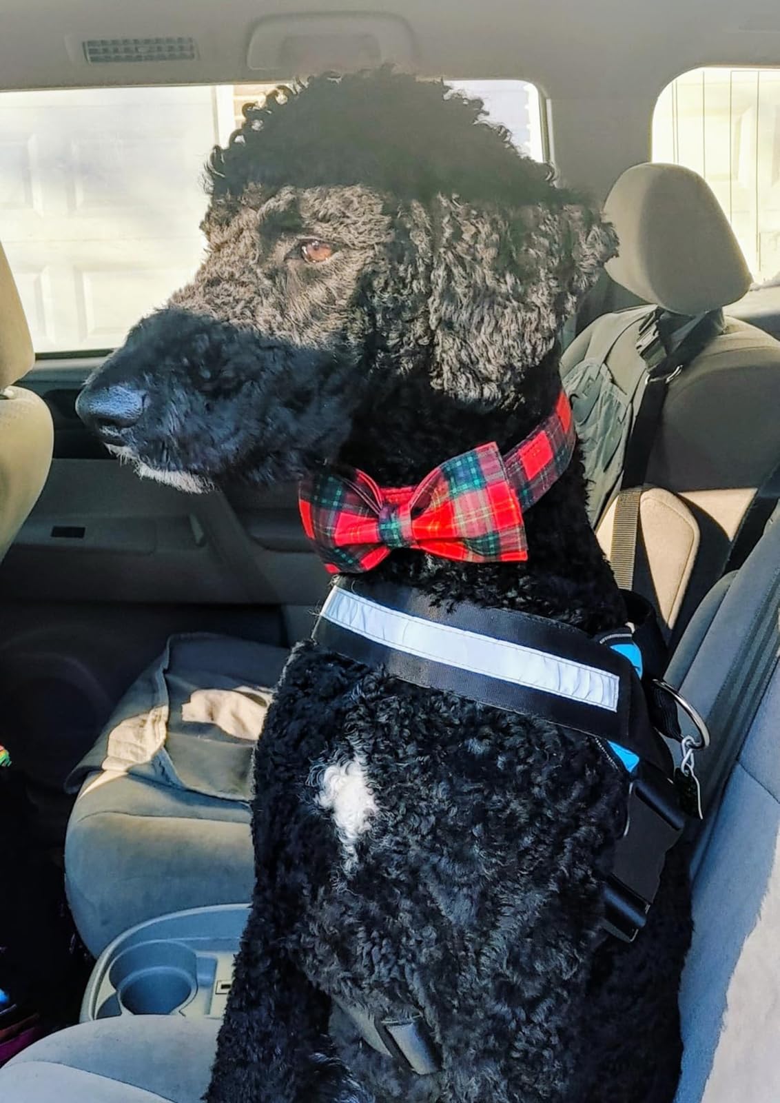 Lionet Paws care tips for non-stretch collar fabric and usage