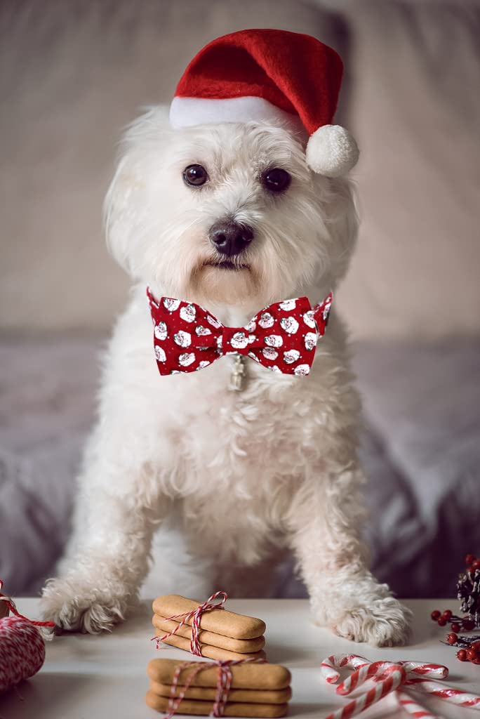 Lionet Paws cotton durable collar texture detail and stitching