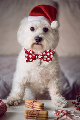 Lionet Paws cotton durable collar texture detail and stitching