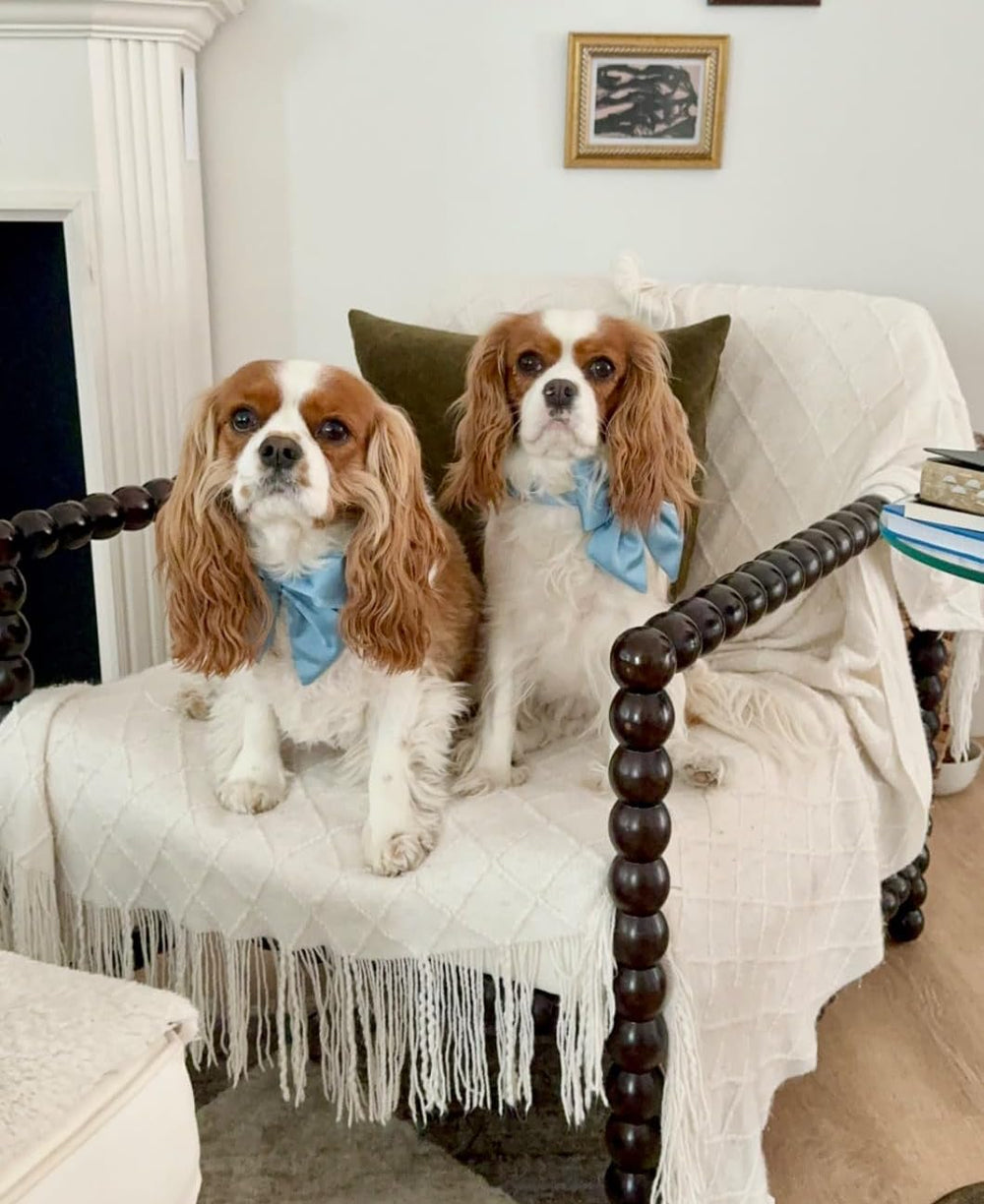 Dogs wearing Lionet Paws at family events for memorable celebrations.