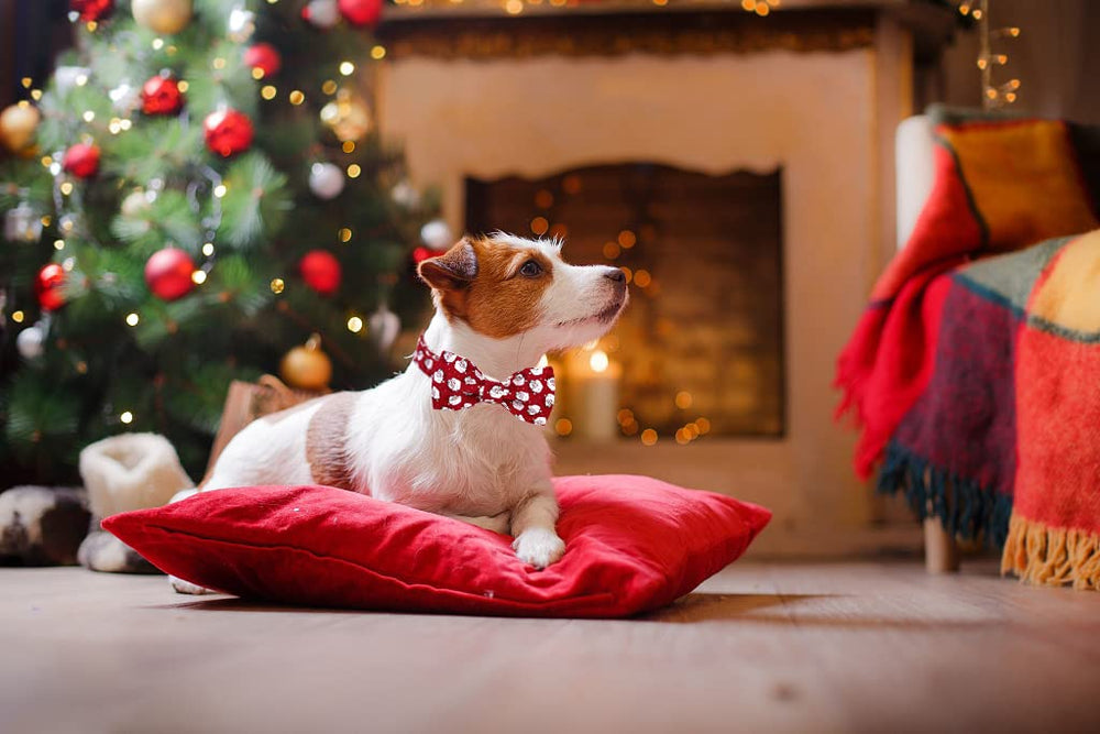 Lionet Paws Christmas collar ready for a family holiday photo