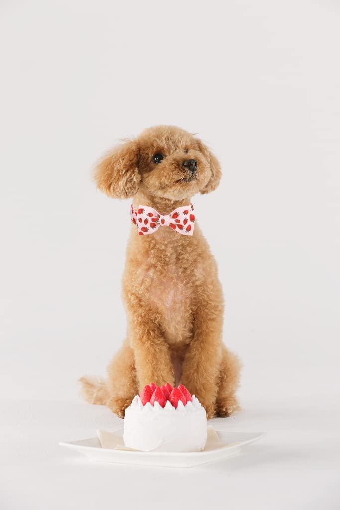 Lionet Paws dog collar in festive setting for photos and events