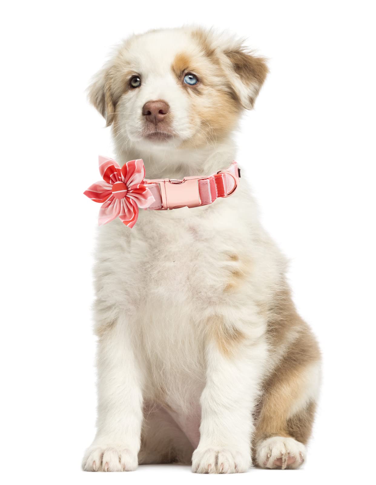 Lionet Paws machine-washable collar simplifies care while flowers require gentle cleaning.